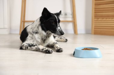 Tatlı Border Collie köpeği ve evde yemek kasesi.