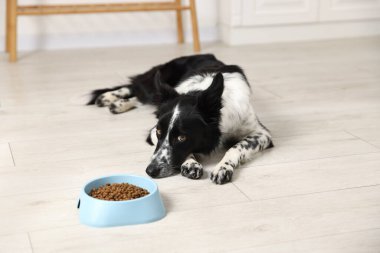 Tatlı Border Collie köpeği ve evde yemek kasesi.