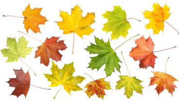 Sonbahar yaprakları beyazlar üzerinde izole, set. Sonbahar sezonu