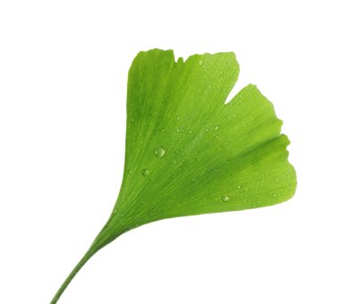 Bir ginkgo biloba yaprağı beyaza izole edilmiş.