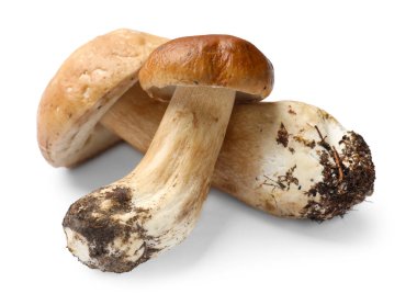 İki taze Porcini mantarı beyaza izole edilmiş.