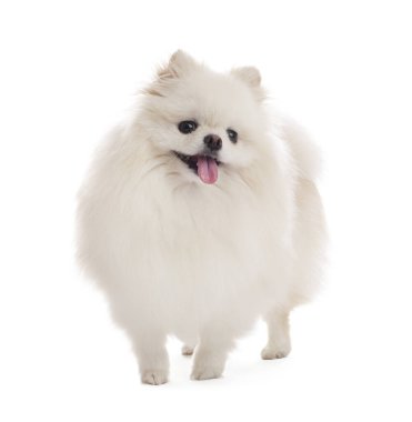 Beyaz arka planda sevimli pomeranya köpeği