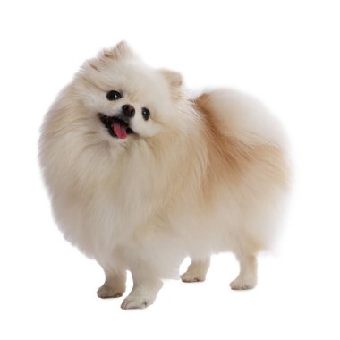 Beyaz arka planda sevimli pomeranya köpeği