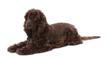 Beyaz arka planda şirin Cocker Spaniel köpeği