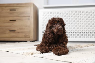 Şirin Cocker Spaniel köpeği evde yerde, mesaj için yer var.