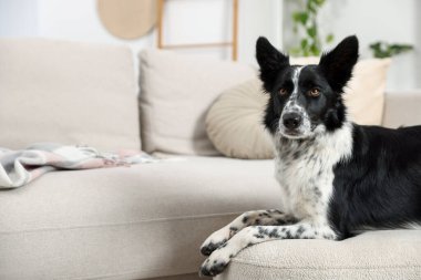 Pouf in house 'daki şirin Border Collie köpeği. Metin için boşluk