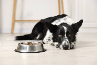 Tatlı Border Collie köpeği ve evde yemek kasesi.