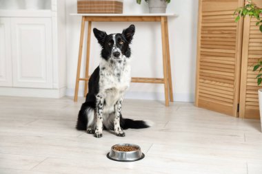 Tatlı Border Collie köpeği ve evde yemek kasesi.