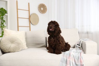 Evdeki kanepede şirin Cocker Spaniel köpeği, mesaj için yer var.