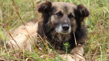 Ormanda çimlerin üzerinde yalnız bir sokak köpeği yatıyor.
