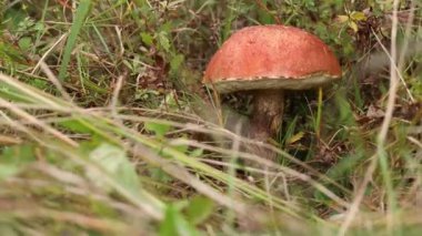 Güzel kırmızı başlıklı mantar sapı ormanda büyüyor, yakın plan.