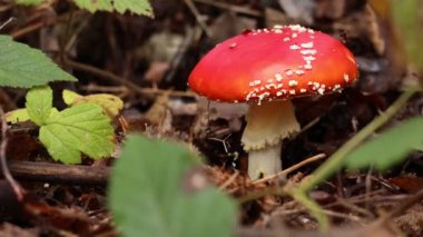 Ormanda büyüyen zehirli bir mantar, yakın plan. Kamera sağa hareket ediyor