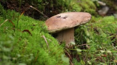 Ormanda yetişen güzel Porcini mantarı, yakın plan.