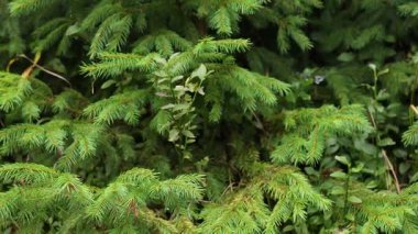 Ormanda büyüyen güzel bir çam ağacı, yakın plan. Kamera yukarı hareket ediyor