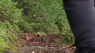 Ormanda toprak yolda yürüyen adam, yakın plan.
