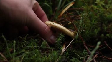 Ormanda yerden mantar toplayan bir kadın, yakın plan.