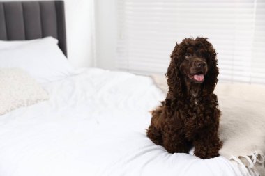 Evdeki yatakta tatlı Cocker Spaniel köpeği, mesaj için yer var.