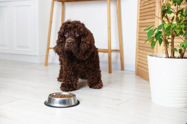 Şirin Cocker Spaniel, evde köpek mamasıyla birlikte yemek kasesinin yanında.