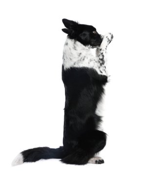 Tatlı Sınır Collie köpeği beyaz arkaplanda numara gösteriyor