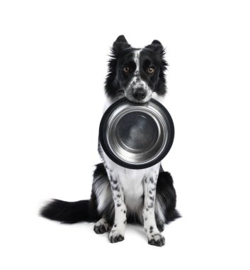 Beyaz arka planda beslenme kabı olan şirin bir Border Collie köpeği.