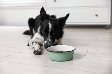 Tatlı Border Collie köpeği ve evde yemek kasesi.