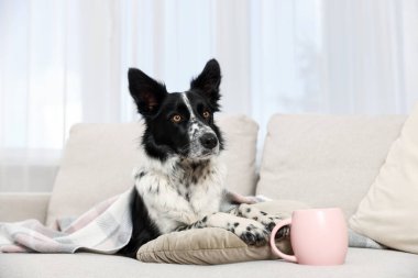 Şirin bir Border Collie köpeği, kanepede ekoseli ve kupalı.
