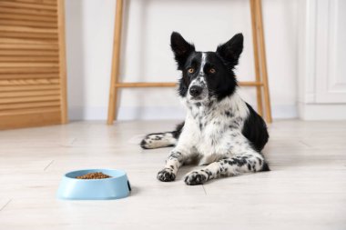 Tatlı Border Collie köpeği ve evde yemek kasesi.