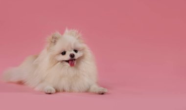 Pembe arka planda sevimli pomeranya köpeği, mesaj için yer