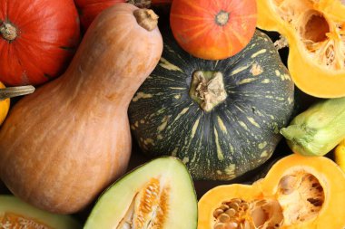 Arka plan olarak birçok taze kabak ve diğer kabak, üst görünüm