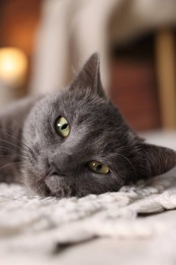 İçerideki halıda sevimli gri kedi, yakın plan. Sevimli hayvan.