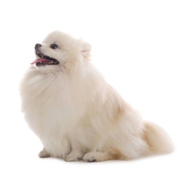 Beyaz arka planda sevimli pomeranya köpeği