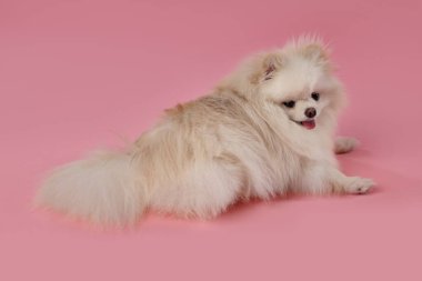 Pembe arka planda sevimli pomeranya köpeği
