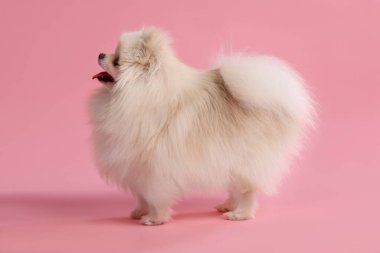 Pembe arka planda sevimli pomeranya köpeği