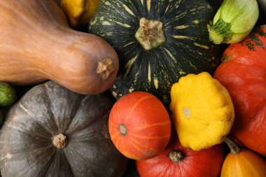 Arka plan olarak birçok taze balkabağı ve diğer sebze kabağı ailesi, üst görünüm