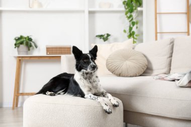 Pouf 'un içinde şirin bir Border Collie köpeği.