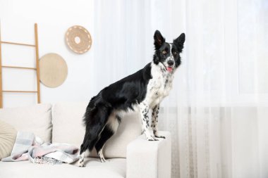 Şirin bir Border Collie köpeği.