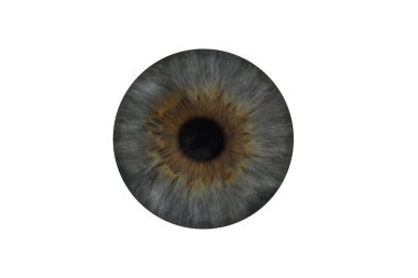 İnsan gözü, yakın plan. Beyaz arka planda gözbebeği olan gri iris.