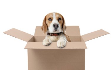 Sevimli Beagle köpeği beyaz arka planda karton kutudan dikizliyor.