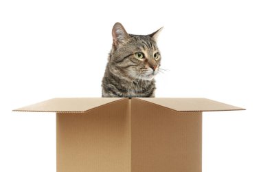 Beyaz arka planda karton kutuda oturan sevimli kedi.