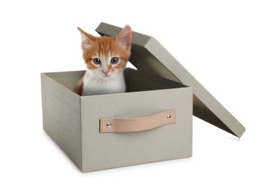 Beyaz arka planda kutuda oturan sevimli kedi.