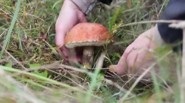 Bıçaklı bir kadın ormanda kırmızı keçeli mantar sapı topluyor.