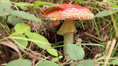 Ormanda büyüyen zehirli bir mantar, yakın plan. Kamera sağa hareket ediyor
