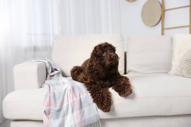 Evdeki kanepede tatlı Cocker Spaniel köpeği.