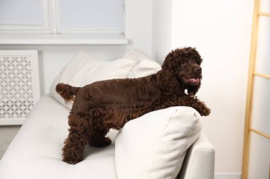 Evdeki kanepede tatlı Cocker Spaniel köpeği.