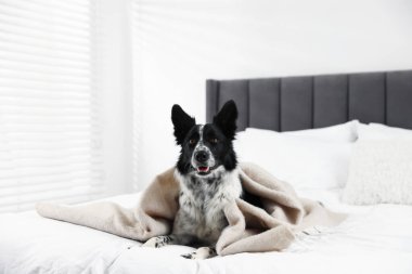 Şirin bir Border Collie köpeği. Kapalı bir yatakta ekose kumaşa sarılmış.