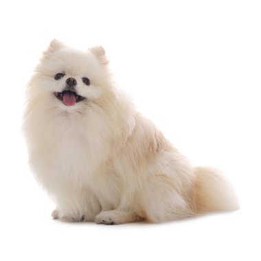 Beyaz arka planda sevimli pomeranya köpeği