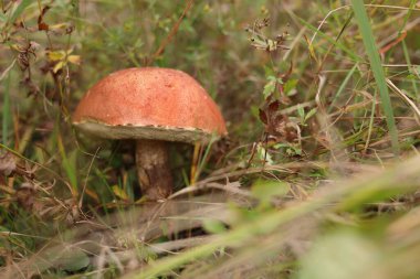 Güzel kırmızı başlıklı mantar sapı ormanda büyüyor, yakın plan.