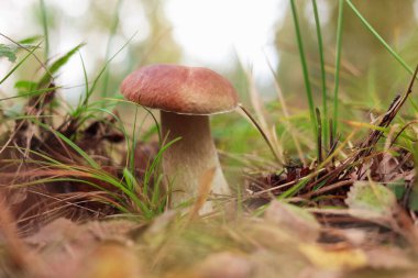 Ormanda yetişen güzel Porcino mantarı, yakın plan.