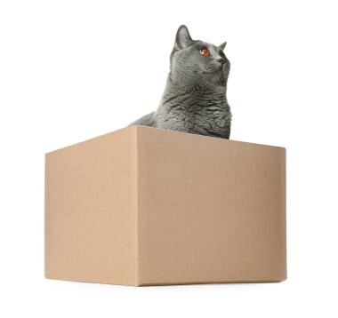 Beyaz arka planda karton kutuda şirin İngiliz Shorthair kedisi