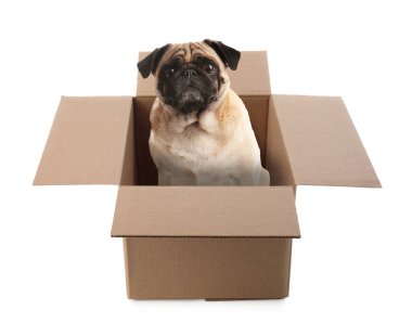 Beyaz arka planda karton kutuda sevimli Pug köpeği.